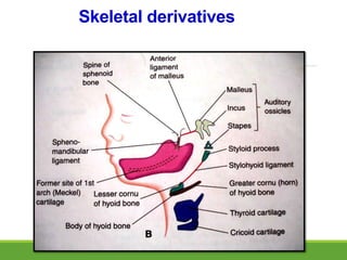 Skeletal derivatives
 