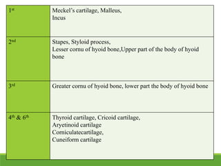 1st Meckel’s cartilage, Malleus,
Incus
2nd Stapes, Styloid process,
Lesser cornu of hyoid bone,Upper part of the body of hyoid
bone
3rd Greater cornu of hyoid bone, lower part the body of hyoid bone
4th & 6th Thyroid cartilage, Cricoid cartilage,
Aryetinoid cartilage
Corniculatecartilage,
Cuneiform cartilage
 