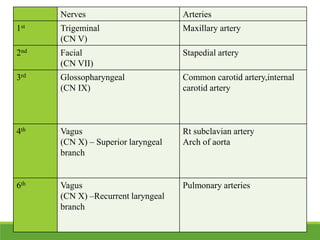 Nerves Arteries
1st Trigeminal
(CN V)
Maxillary artery
2nd Facial
(CN VII)
Stapedial artery
3rd Glossopharyngeal
(CN IX)
Common carotid artery,internal
carotid artery
4th Vagus
(CN X) – Superior laryngeal
branch
Rt subclavian artery
Arch of aorta
6th Vagus
(CN X) –Recurrent laryngeal
branch
Pulmonary arteries
 