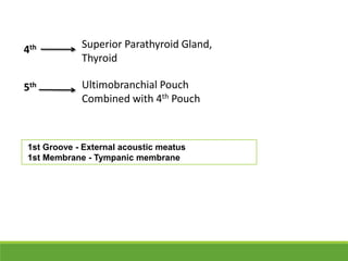 Superior Parathyroid Gland,
Thyroid
4th
5th Ultimobranchial Pouch
Combined with 4th Pouch
1st Groove - External acoustic meatus
1st Membrane - Tympanic membrane
 