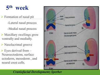  Formation of nasal pit
-Lateral nasal process
-Medial nasal process
 Maxillary swellings grow
ventrally and medially.
 Nasolacrimal groove
 Eyes derived from –
Neuroectoderm, surface
ectoderm, mesoderm , and
neural crest cells.
Craniofacial Development; Sperber
 