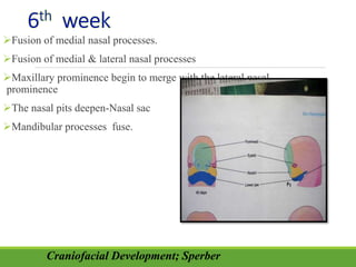 Fusion of medial nasal processes.
Fusion of medial & lateral nasal processes
Maxillary prominence begin to merge with the lateral nasal
prominence
The nasal pits deepen-Nasal sac
Mandibular processes fuse.
Craniofacial Development; Sperber
 