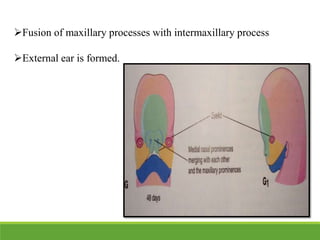 Fusion of maxillary processes with intermaxillary process
External ear is formed.
 