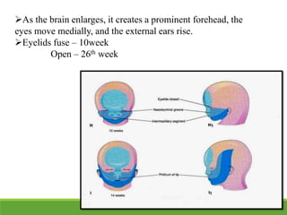 As the brain enlarges, it creates a prominent forehead, the
eyes move medially, and the external ears rise.
Eyelids fuse – 10week
Open – 26th week
 