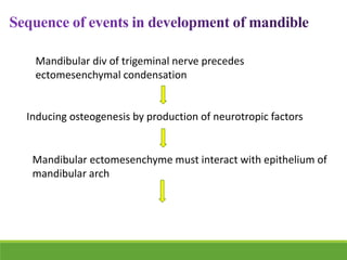 Mandibular div of trigeminal nerve precedes
ectomesenchymal condensation
Inducing osteogenesis by production of neurotropic factors
Mandibular ectomesenchyme must interact with epithelium of
mandibular arch
 