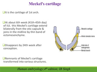 Meckel's cartilage
It is the cartilage of 1st arch.
At about 6th week (41th-45th day)
of IUL this Meckel's cartilage extend
bilaterally from the otic capsule &
joins in the midline by thin band of
ectomesenchyme.
Disappears by 24th week after
conception.
Remnants of Meckel's cartilage
transformed into various structures.
Human embryology;4th edition; IB Singh
 