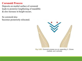 Coronoid Process
Deposits on medial surface of coronoid
leads to posterior lengthening of mandible
& also increase in height occurs.
So coronoid also
becomes posteriorly relocated.
 