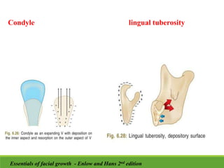 lingual tuberosity
Condyle
Essentials of facial growth - Enlow and Hans 2nd edition
 