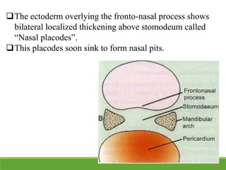 The ectoderm overlying the fronto-nasal process shows
bilateral localized thickening above stomodeum called
“Nasal placodes”.
This placodes soon sink to form nasal pits.
 