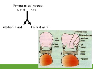 Fronto-nasal process
Nasal pits
Median nasal Lateral nasal
 