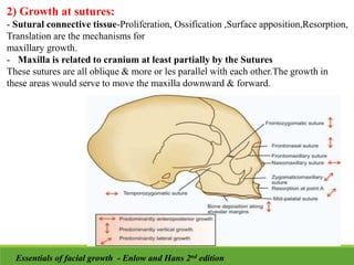 2) Growth at sutures:
- Sutural connective tissue-Proliferation, Ossification ,Surface apposition,Resorption,
Translation are the mechanisms for
maxillary growth.
- Maxilla is related to cranium at least partially by the Sutures
These sutures are all oblique & more or les parallel with each other.The growth in
these areas would serve to move the maxilla downward & forward.
Essentials of facial growth - Enlow and Hans 2nd edition
 