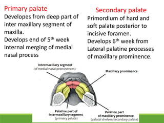 Primary palate
Developes from deep part of
inter maxillary segment of
maxilla.
Develops end of 5th week
Internal merging of medial
nasal process
Secondary palate
Primordium of hard and
soft palate posterior to
incisive foramen.
Develops 6th week from
Lateral palatine processes
of maxillary prominence.
 
