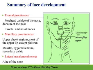  Frontal prominence
Forehead ,bridge of the nose,
dorsum of the nose
Frontal and nasal bones
 Maxillary prominences
Upper cheek regions,most of
the upper lip except philtrun
Maxilla, zygomatic bone,
secondary palate
 Lateral nasal prominences
Alae of the nose
Grays anatomy;39th edition; Starding Susan
 
