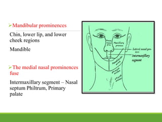 Mandibular prominences
Chin, lower lip, and lower
cheek regions
Mandible
The medial nasal prominences
fuse
Intermaxillary segment – Nasal
septum Philtrum, Primary
palate
 