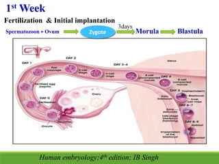 1st Week
Fertilization & Initial implantation
Spermatozoon + Ovum Zygote
3days
Morula Blastula
Human embryology;4th edition; IB Singh
 