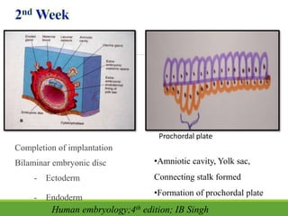 Completion of implantation
Bilaminar embryonic disc
- Ectoderm
- Endoderm
•Amniotic cavity, Yolk sac,
Connecting stalk formed
•Formation of prochordal plate
Prochordal plate
Human embryology;4th edition; IB Singh
 