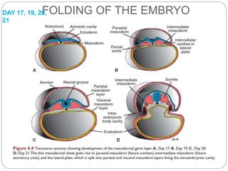 Devlopment of face and its abnormalites | PPTX