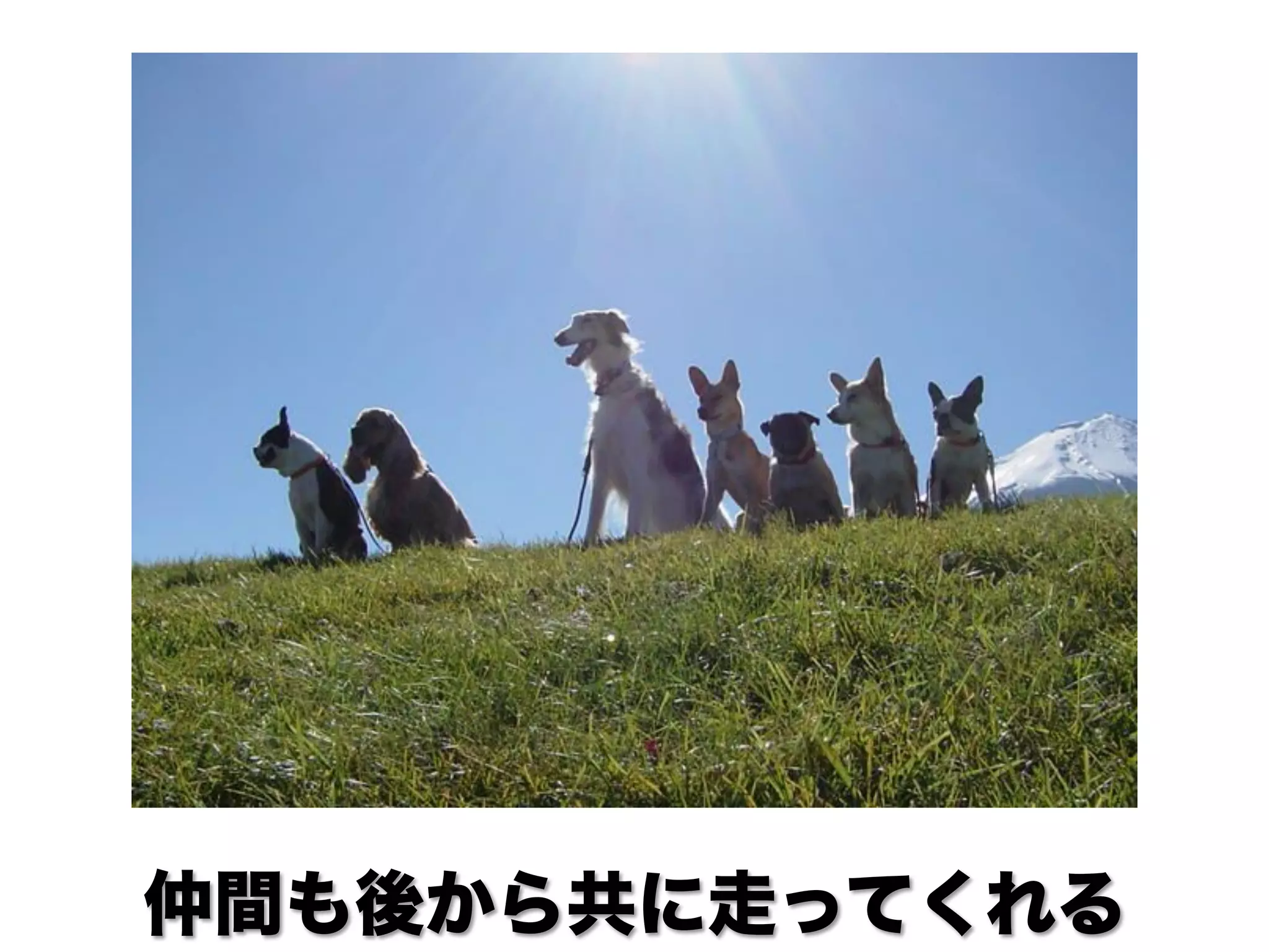 仲間も後から共に走ってくれる
 