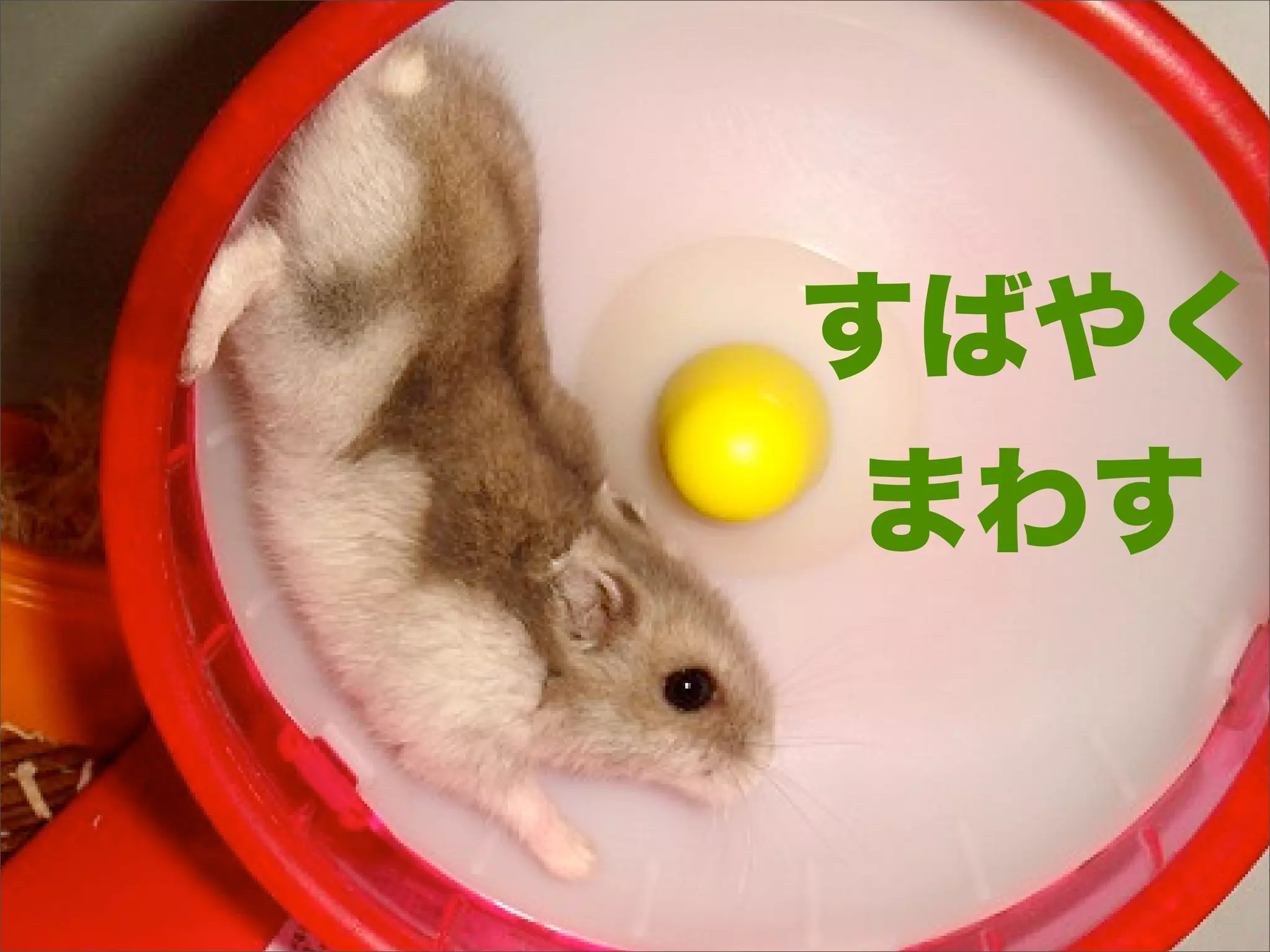 すばやく
まわす
 