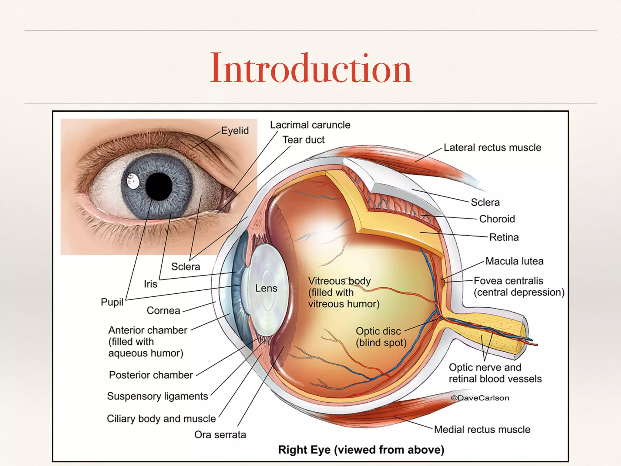 Development of eye | PDF