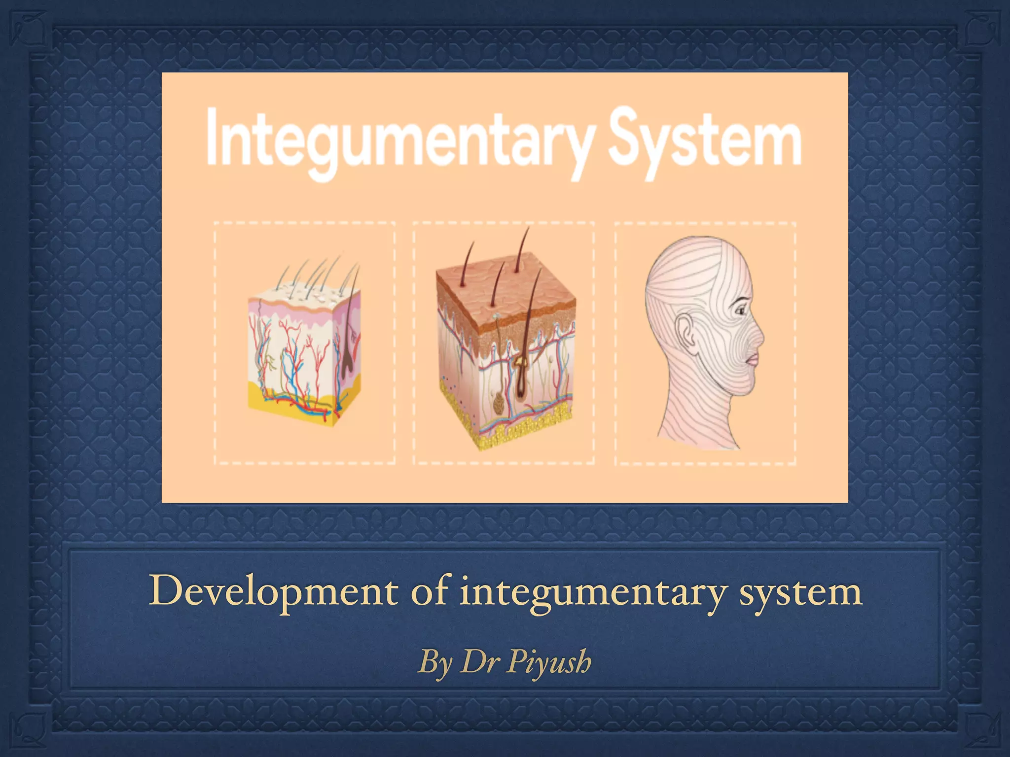 Development of integumentary system
By Dr Piyush
 