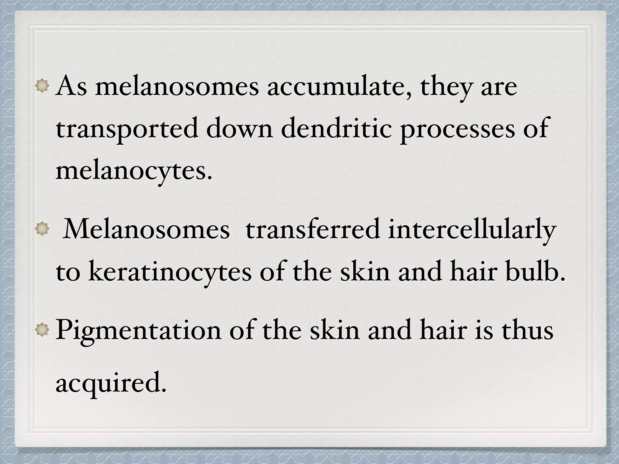 As melanosomes accumulate, they are
transported down dendritic processes of
melanocytes.
Melanosomes transferred intercellularly
to keratinocytes of the skin and hair bulb.
Pigmentation of the skin and hair is thus
acquired.
 