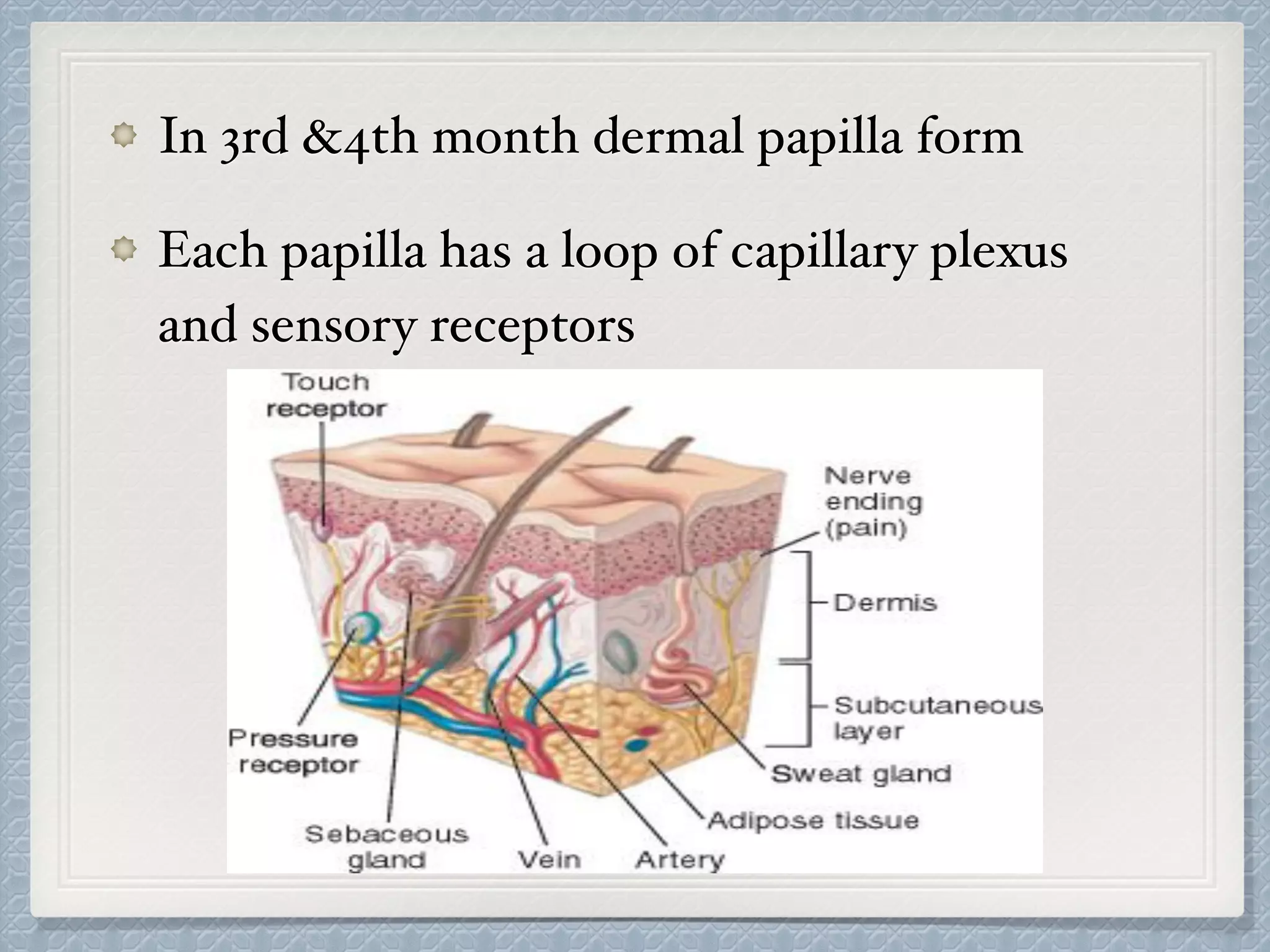 In 3rd &4th month dermal papilla form
Each papilla has a loop of capillary plexus
and sensory receptors
 