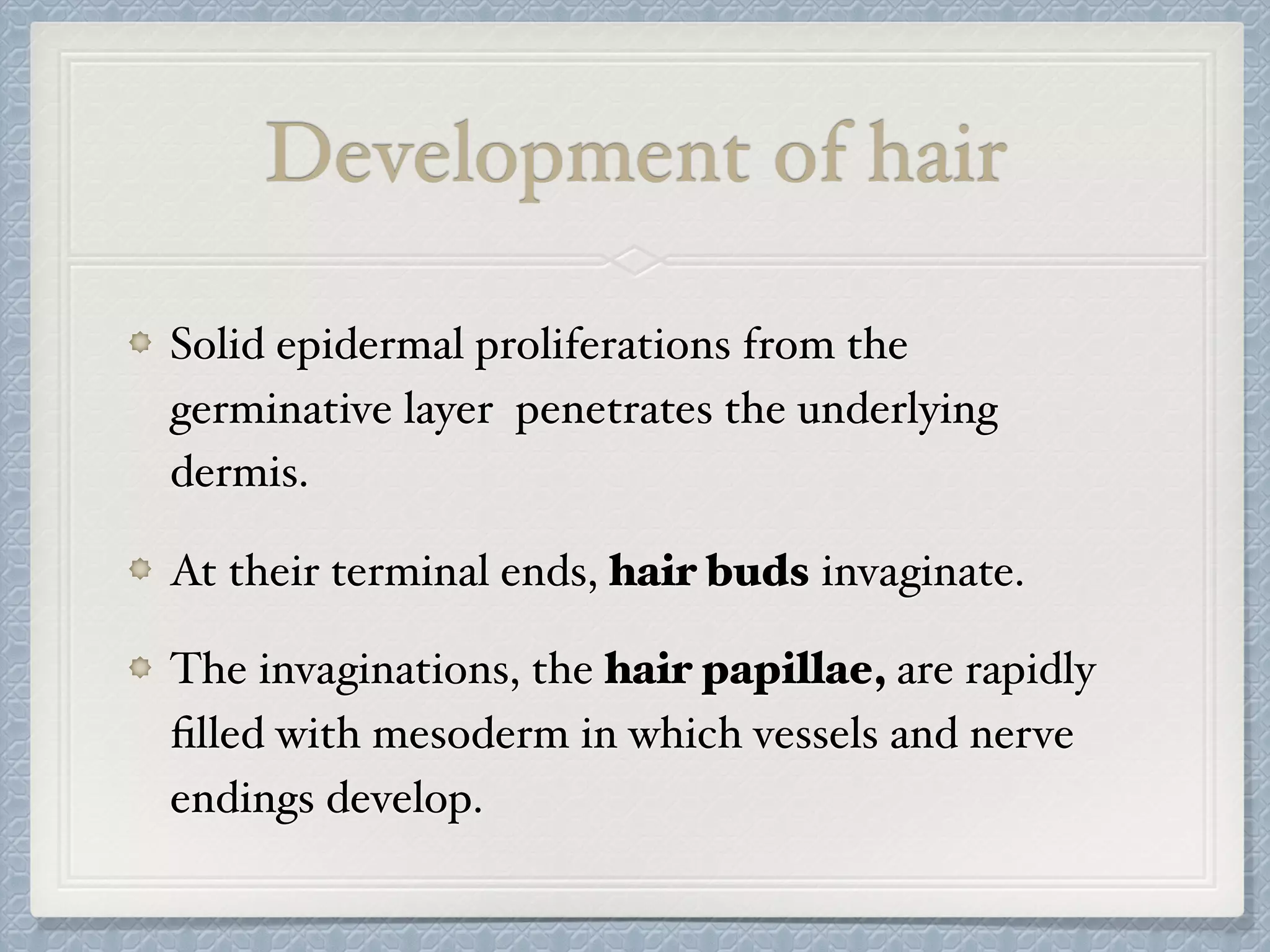Development of hair
Solid epidermal proliferations from the
germinative layer penetrates the underlying
dermis.
At their terminal ends, hair buds invaginate.
The invaginations, the hair papillae, are rapidly
ﬁlled with mesoderm in which vessels and nerve
endings develop.
 