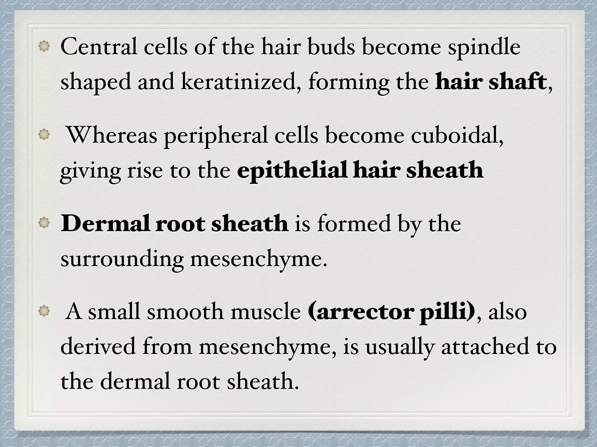 Central cells of the hair buds become spindle
shaped and keratinized, forming the hair shaft,
Whereas peripheral cells become cuboidal,
giving rise to the epithelial hair sheath
Dermal root sheath is formed by the
surrounding mesenchyme.
A small smooth muscle (arrector pilli), also
derived from mesenchyme, is usually attached to
the dermal root sheath.
 