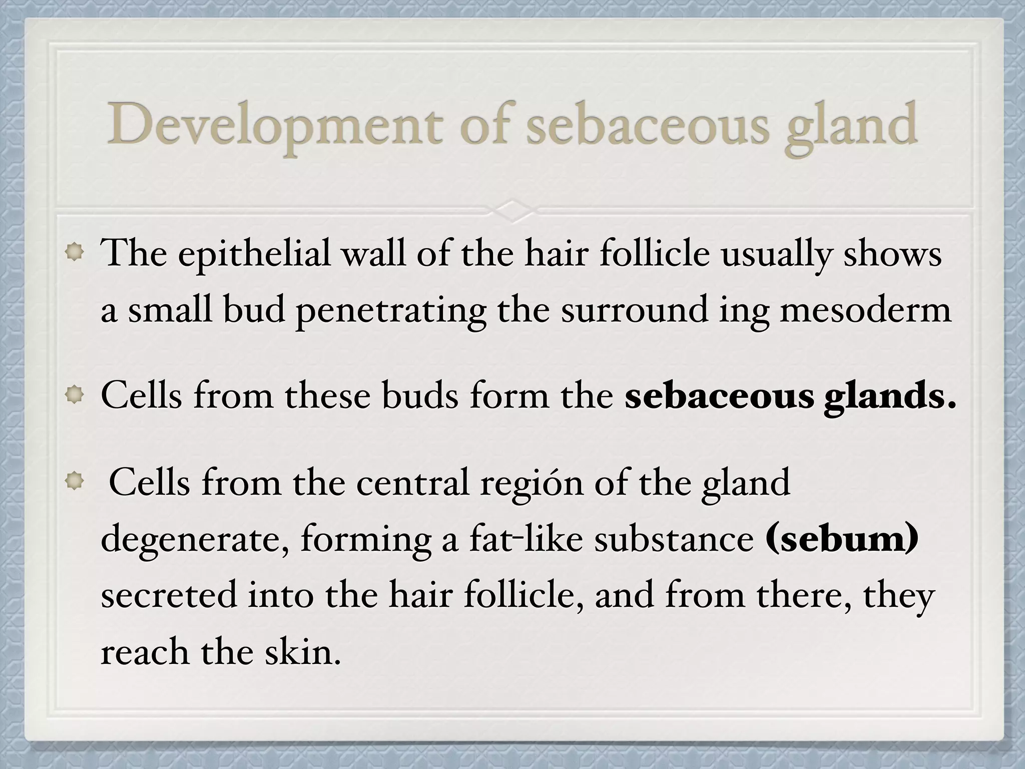Development of sebaceous gland
The epithelial wall of the hair follicle usually shows
a small bud penetrating the surround ing mesoderm
Cells from these buds form the sebaceous glands.
Cells from the central región of the gland
degenerate, forming a fat-like substance (sebum)
secreted into the hair follicle, and from there, they
reach the skin.
 