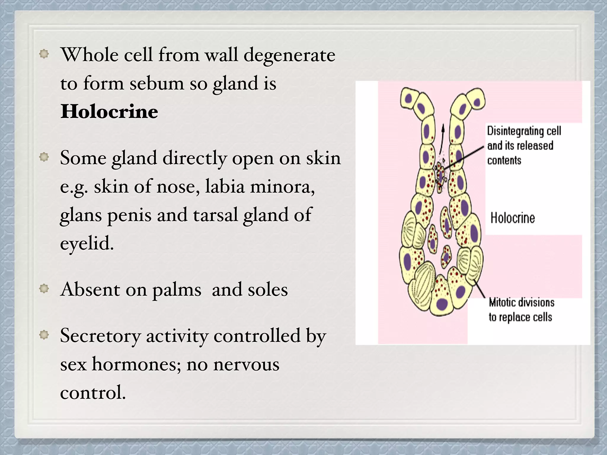 Whole cell from wall degenerate
to form sebum so gland is
Holocrine
Some gland directly open on skin
e.g. skin of nose, labia minora,
glans penis and tarsal gland of
eyelid.
Absent on palms and soles
Secretory activity controlled by
sex hormones; no nervous
control.
 