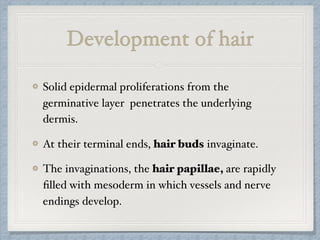 Development of hair
Solid epidermal proliferations from the
germinative layer penetrates the underlying
dermis.
At their terminal ends, hair buds invaginate.
The invaginations, the hair papillae, are rapidly
ﬁlled with mesoderm in which vessels and nerve
endings develop.
 