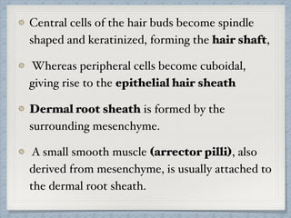 Central cells of the hair buds become spindle
shaped and keratinized, forming the hair shaft,
Whereas peripheral cells become cuboidal,
giving rise to the epithelial hair sheath
Dermal root sheath is formed by the
surrounding mesenchyme.
A small smooth muscle (arrector pilli), also
derived from mesenchyme, is usually attached to
the dermal root sheath.
 