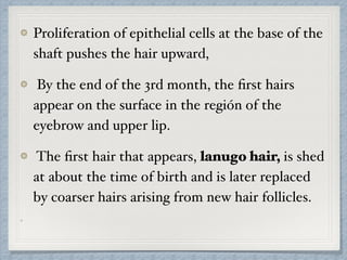 Proliferation of epithelial cells at the base of the
shaft pushes the hair upward,
By the end of the 3rd month, the ﬁrst hairs
appear on the surface in the región of the
eyebrow and upper lip.
The ﬁrst hair that appears, lanugo hair, is shed
at about the time of birth and is later replaced
by coarser hairs arising from new hair follicles.
 