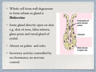 Whole cell from wall degenerate
to form sebum so gland is
Holocrine
Some gland directly open on skin
e.g. skin of nose, labia minora,
glans penis and tarsal gland of
eyelid.
Absent on palms and soles
Secretory activity controlled by
sex hormones; no nervous
control.
 