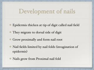 Development of nails
Epidermis thicken at tip of digit called nail ﬁeld
They migrate to dorsal side of digit
Grow proximally and form nail root
Nail ﬁelds limited by nail folds (invagination of
epidermis)
Nails grow from Proximal nail fold
 