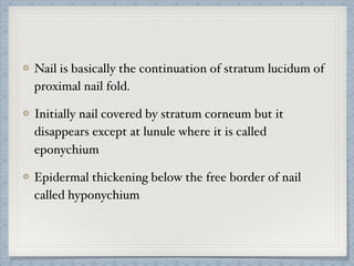 Nail is basically the continuation of stratum lucidum of
proximal nail fold.
Initially nail covered by stratum corneum but it
disappears except at lunule where it is called
eponychium
Epidermal thickening below the free border of nail
called hyponychium
 
