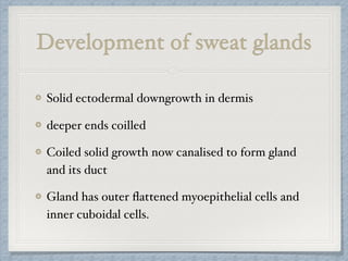 Development of sweat glands
Solid ectodermal downgrowth in dermis
deeper ends coilled
Coiled solid growth now canalised to form gland
and its duct
Gland has outer ﬂattened myoepithelial cells and
inner cuboidal cells.
 