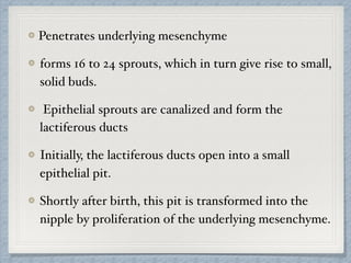 Penetrates underlying mesenchyme
forms 16 to 24 sprouts, which in turn give rise to small,
solid buds.
Epithelial sprouts are canalized and form the
lactiferous ducts
Initially, the lactiferous ducts open into a small
epithelial pit.
Shortly after birth, this pit is transformed into the
nipple by proliferation of the underlying mesenchyme.
 