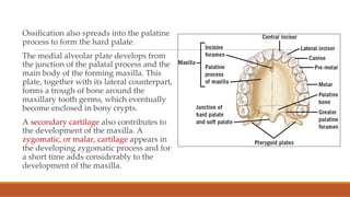 Development of the face and the oral cavity | PDF