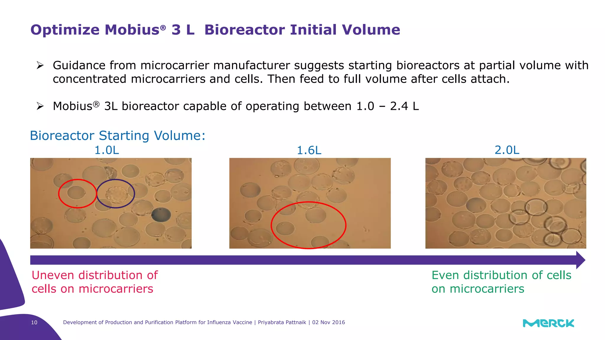 10
Optimize Mobius® 3 L Bioreactor Initial Volume
Bioreactor Starting Volume:
Uneven distribution of
cells on microcarriers
Even distribution of cells
on microcarriers
1.0L 1.6L 2.0L
Development of Production and Purification Platform for Influenza Vaccine | Priyabrata Pattnaik | 02 Nov 2016
 Guidance from microcarrier manufacturer suggests starting bioreactors at partial volume with
concentrated microcarriers and cells. Then feed to full volume after cells attach.
 Mobius® 3L bioreactor capable of operating between 1.0 – 2.4 L
 