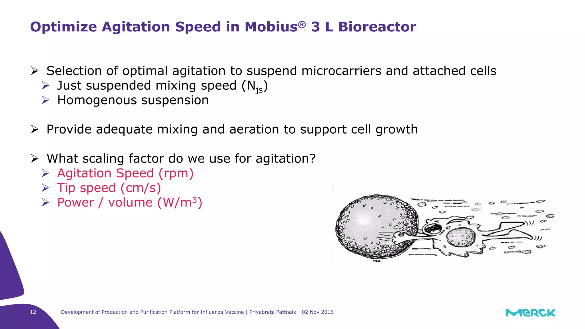 12
 Selection of optimal agitation to suspend microcarriers and attached cells
 Just suspended mixing speed (Njs)
 Homogenous suspension
 Provide adequate mixing and aeration to support cell growth
 What scaling factor do we use for agitation?
 Agitation Speed (rpm)
 Tip speed (cm/s)
 Power / volume (W/m3)
Optimize Agitation Speed in Mobius® 3 L Bioreactor
Development of Production and Purification Platform for Influenza Vaccine | Priyabrata Pattnaik | 02 Nov 2016
 