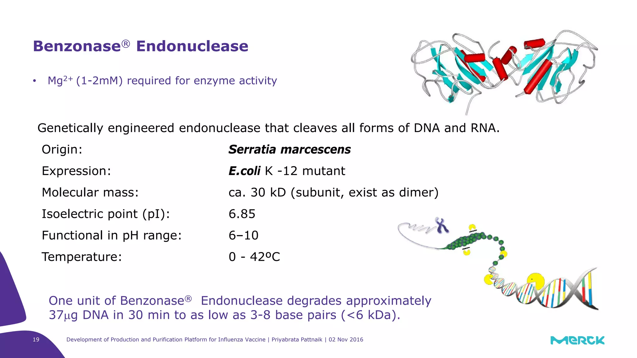 19
• Mg2+ (1-2mM) required for enzyme activity
Benzonase® Endonuclease
Genetically engineered endonuclease that cleaves all forms of DNA and RNA.
Origin: Serratia marcescens
Expression: E.coli K -12 mutant
Molecular mass: ca. 30 kD (subunit, exist as dimer)
Isoelectric point (pI): 6.85
Functional in pH range: 6–10
Temperature: 0 - 42ºC
One unit of Benzonase® Endonuclease degrades approximately
37µg DNA in 30 min to as low as 3-8 base pairs (<6 kDa).
Development of Production and Purification Platform for Influenza Vaccine | Priyabrata Pattnaik | 02 Nov 2016
 