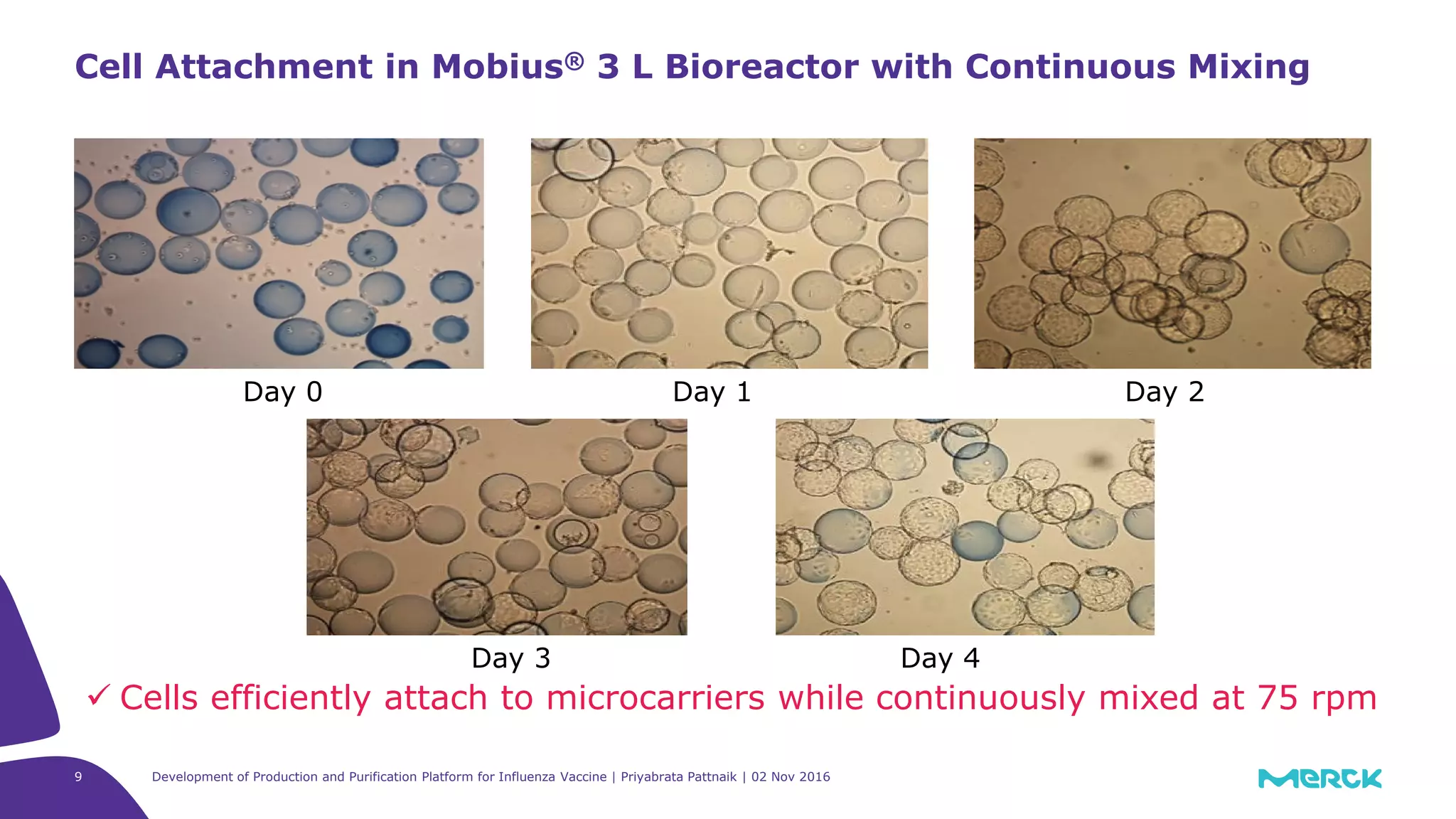 9
Cell Attachment in Mobius® 3 L Bioreactor with Continuous Mixing
 Cells efficiently attach to microcarriers while continuously mixed at 75 rpm
Day 0 Day 1 Day 2
Day 3 Day 4
Development of Production and Purification Platform for Influenza Vaccine | Priyabrata Pattnaik | 02 Nov 2016
 