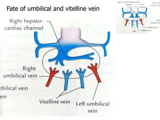 Fate of umbilical and vitelline vein
 