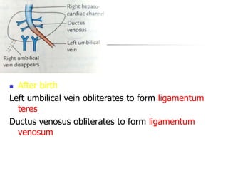  After birth
Left umbilical vein obliterates to form ligamentum
teres
Ductus venosus obliterates to form ligamentum
venosum
 