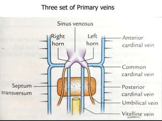 Three set of Primary veins
 