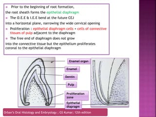 Development of tooth | PPTX