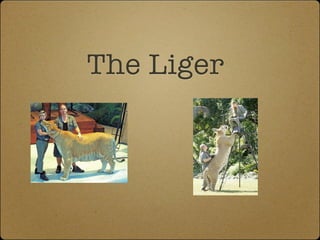 The Liger
 