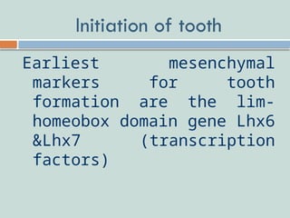 Development of tooth-Part II.pptx( Epithelial Mesenchymal Interaction ...